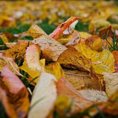 Make Fast Work Out of Leaf Removal and Mulching